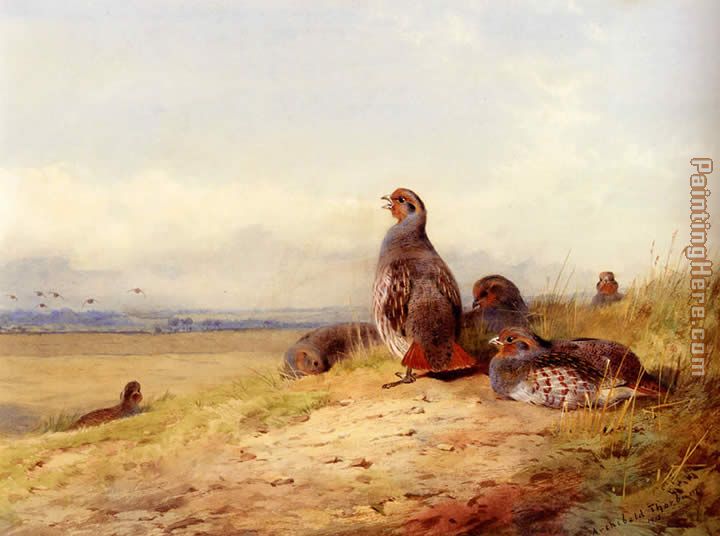 Archibald Thorburn Red Partridges